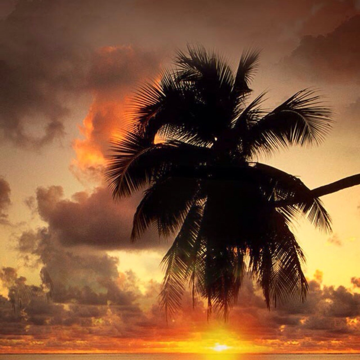 faria_carlo's profile picture. 