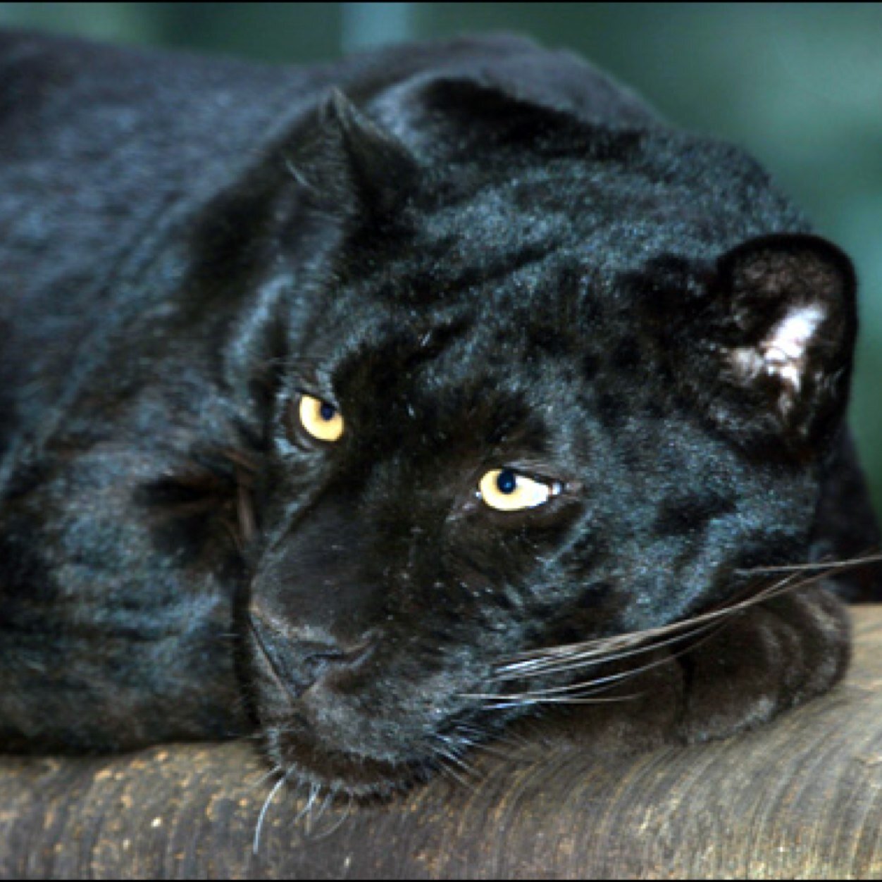 GndaCompliments's profile picture. *This feed is not officially affiliated with Gananda schools.*