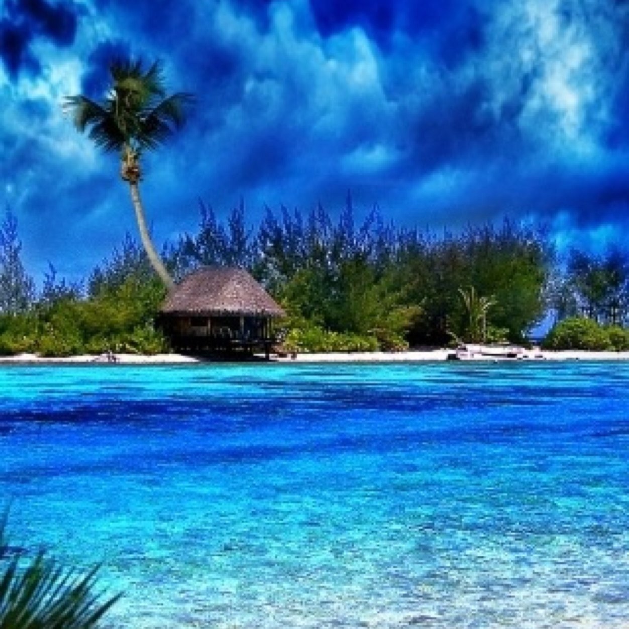 rsmfrisco's profile picture. 