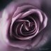 Merrie Tulanko (@merrie3333) Twitter profile photo Merrie Tulanko (@merrie3333) Twitter profile photo