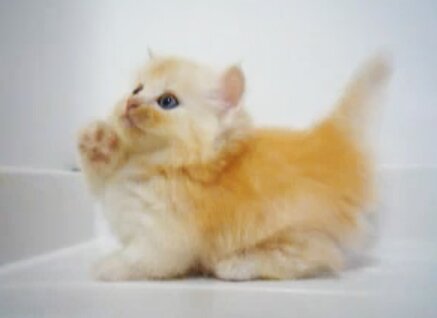 Twenty something girl with a boyfriend and a diamond ring who likes kittens and talking too much.