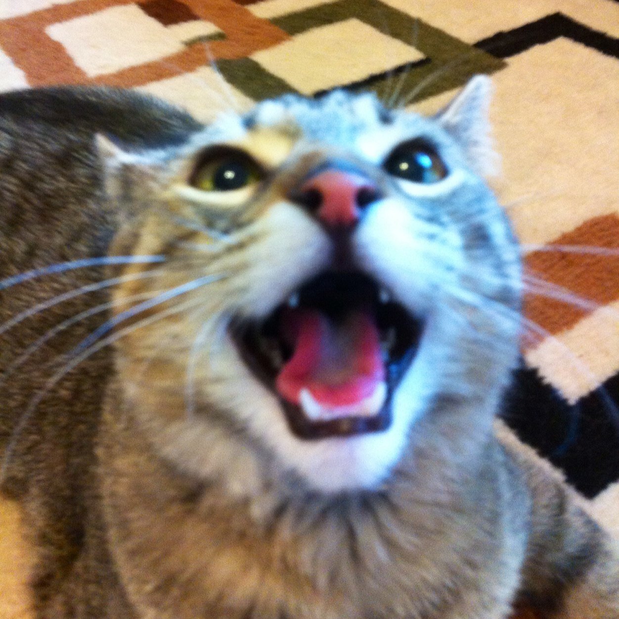 Waldothecatdog's profile picture. I'm a dog in a cat's body. I was born to be famous. I'm a professional fetch player, free jumper, and feather on a stick lover.