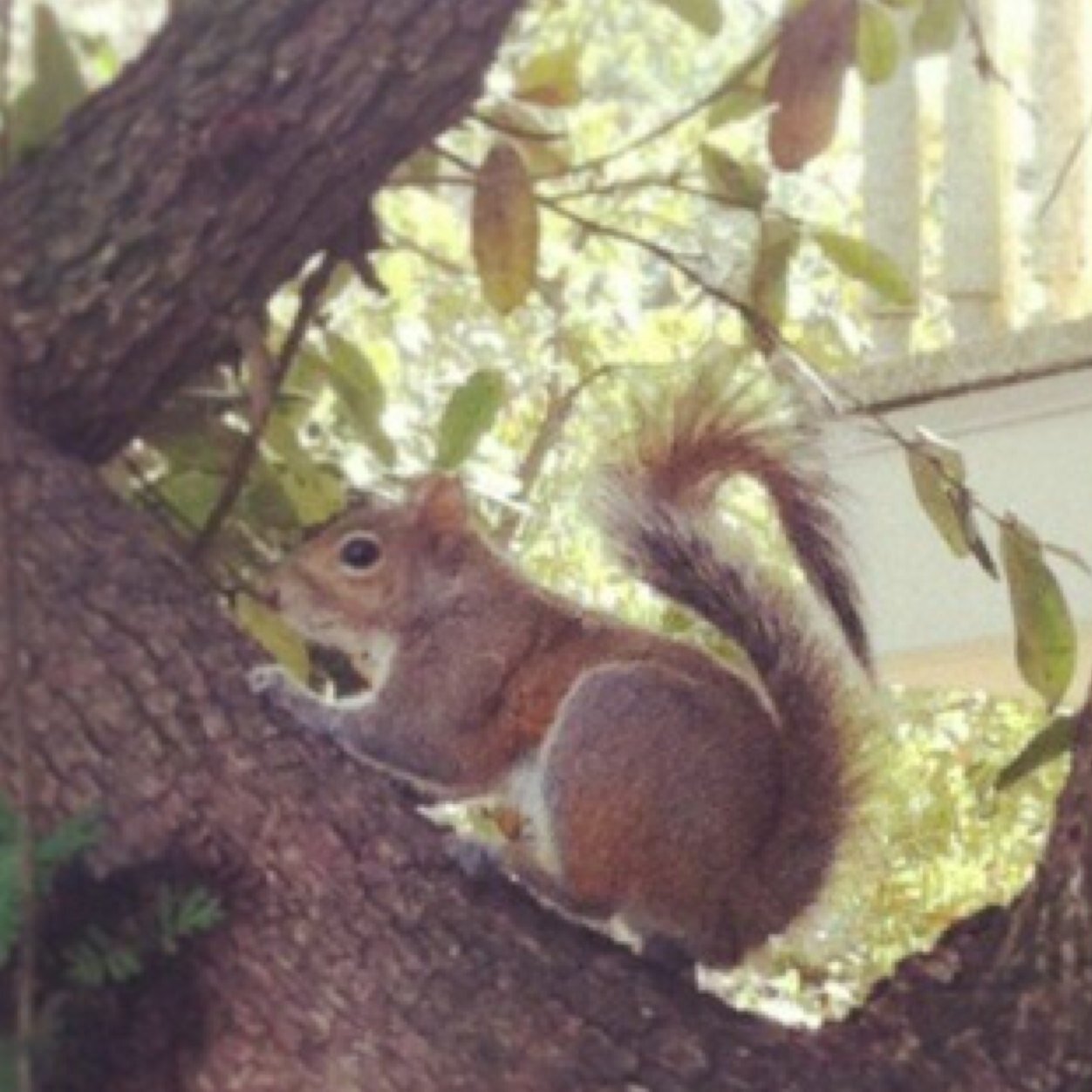 Just a day in the life of a LSU squirrel.