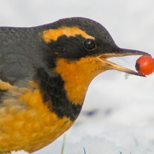 Hello everyone. I am a bird who lives in Vancouver. I would not mind being your City Bird for 2015. #VanCityBird