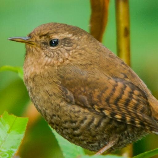 I understand that I have been nominated as a 2015 City Bird. Sigh. #VanCityBird