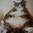 fatbastardcat