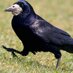 Corvus Frugilegus Profile picture