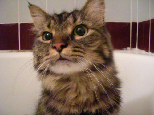 gerbasi's profile picture. Detroit born Los Angeles by choice.