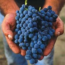 WineinBrussels's profile picture. Let's share quality wine tasting dinners or lunches with a passionated Italian sommelier in Brussels @lesvendredisduvin or @wainnonichiyoubi