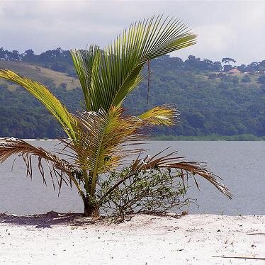 Here you can learn more about the 84 Sesse Islands archipelago of in the N.Western part of Lake Victoria in Uganda. How 2 Get There? Things 2 Do? Where 2 Stay