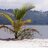 SseseIslands's profile image