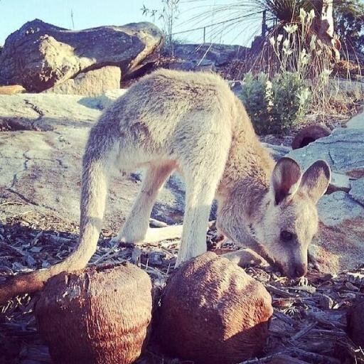 Je suis Sydney, le kangourou de #LesAnges6! #NRJ12