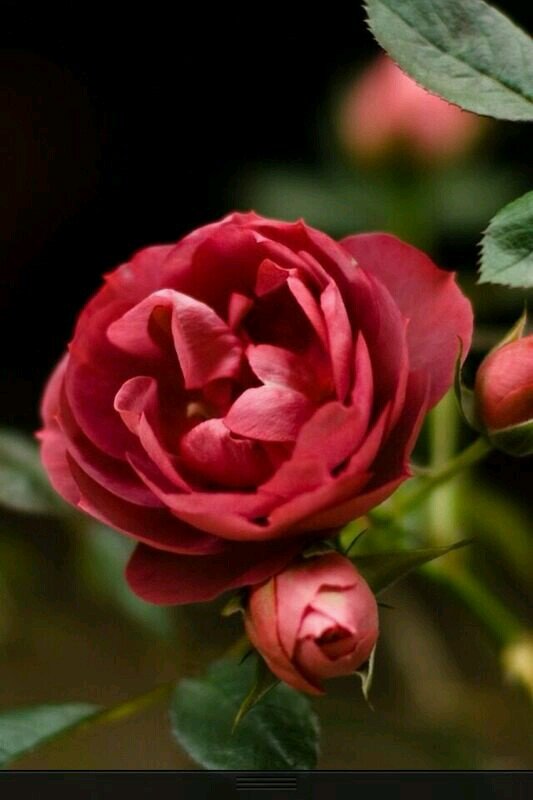 AZain75's profile picture. رفيعة شان