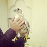 ابوشامان الهاجري (@boshamaroodat) 's Twitter Profile