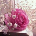 Amal Alahmadi (@00b683da7a0f43e) Twitter