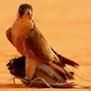 هادي ال فدس (@009Hajs) Twitter