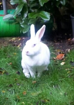 JulieCoolBunny's profile picture. Mum to rescue bunnies for many years. Love all creatures, wildlife, nature. 
Art, music, books, yoga, gardening.