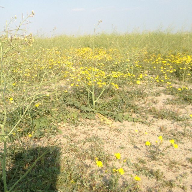 sas13221's profile picture. 