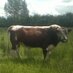 Caherline Native Irish breeds (@caherlineirishm) Twitter profile photo Caherline Native Irish breeds (@caherlineirishm) Twitter profile photo