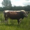 CaherlineIrishM's profile picture. breeder of rare breed native cattle. find us on Facebook, search Caherline Native Irish Breeds.