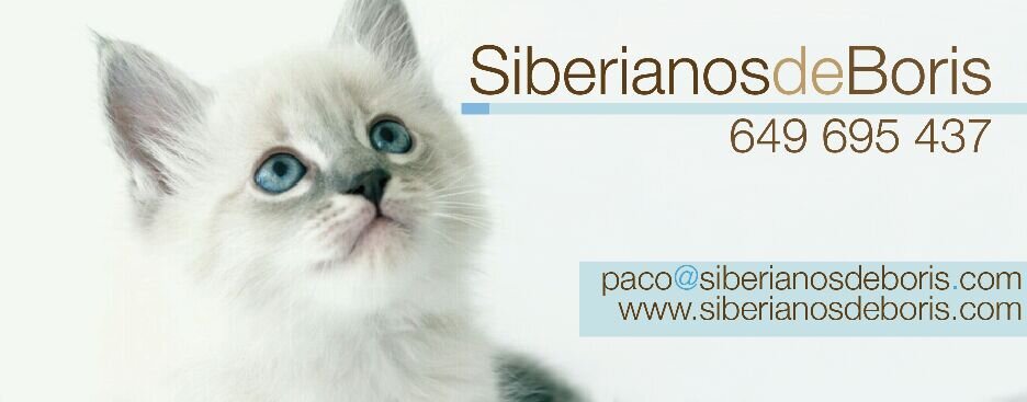 Gatos siberianos y neva masquerade.