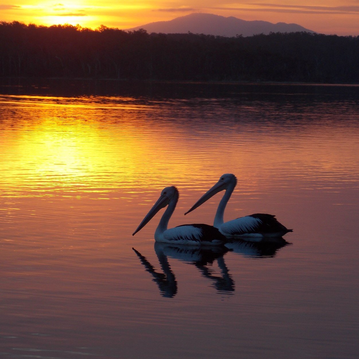 susanleayr's profile picture. 