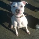 lola murray - @barkinglola - Twitter