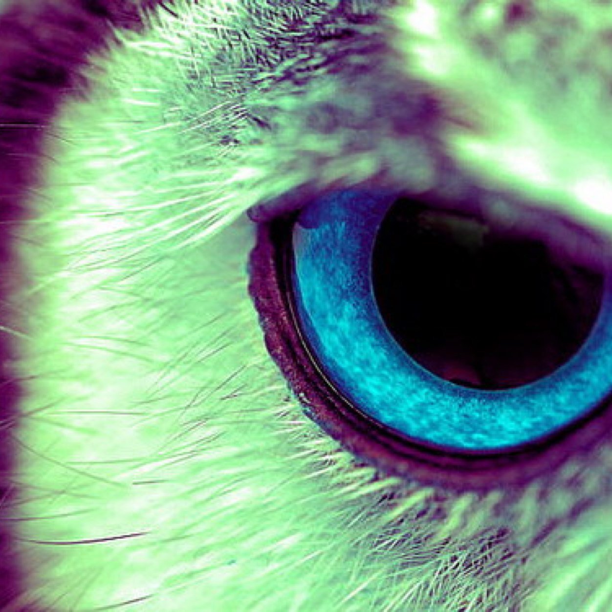 iNocturnoide's profile picture. De noche todo es mas claro.