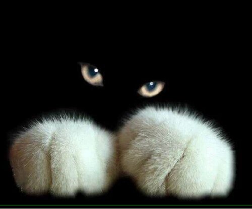 A Foodie into Science, Tech, Movies, Current & Social Affairs, Ecology & Travels.

Atheist. Loves Animals.

Follow back 90% of the time