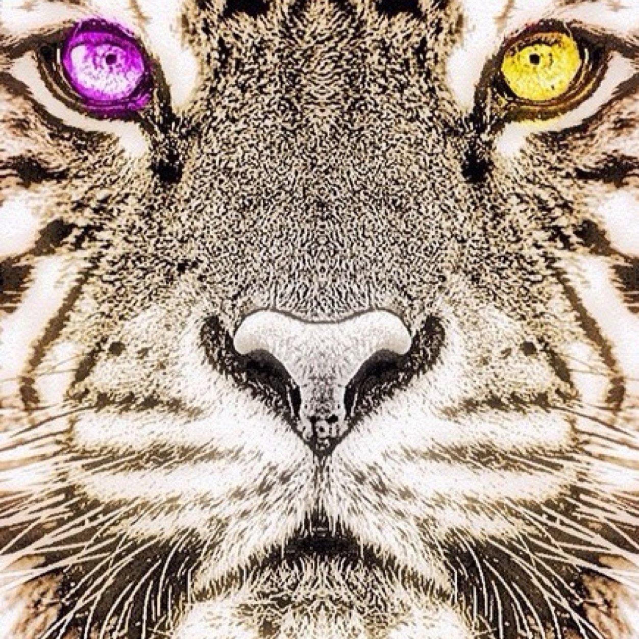 Geaux Tigers!