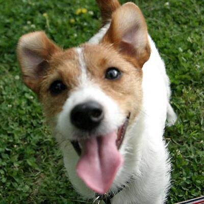犬好き ♂　Bilingual: Japanese & English　Wanted: Sex Partners in any age group of women around Machida, Tokyo area...セフレ大募集中…DMで…熟女大好き…エロい女子大好き
