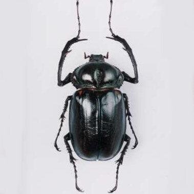 nagai_nickname's profile picture. 建築設計事務所を経営しています。アイコンはゴキブリではなくヤンバルテナガコガネです。貴重な昆虫です。自然を大切にしましょう。