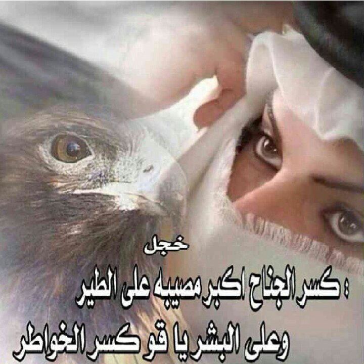 ‏‏شبهوني بالفرس وانا الاصيله والاصيله طيبها من طيب ابوها