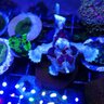 EncrustingFtish's profile picture. For the love of encrusting corals, oceans…. oh and Tesla, Geothermal and we can’t forget family and friends!  Espresso ☕️ is life 🤓