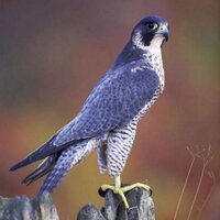 Peregrine Swift💙 (@peregrineswift) 's Twitter Profile