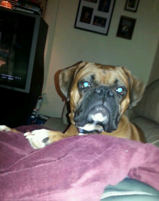 IrIsH31PrInCeSs's profile picture. 