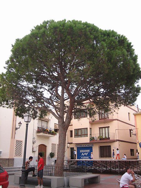 Twitter oficial del Pi de l'Alfàs. Arbre gran, fadrí, i profesional de la cassalla.