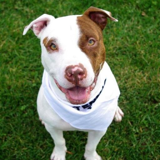 My name is Otter and I am 3 years old. I was rescued in 2011 and have been living like a prince ever since. Welcome to my Twitter page.