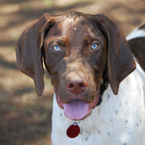 german shorthaired pointer rescue