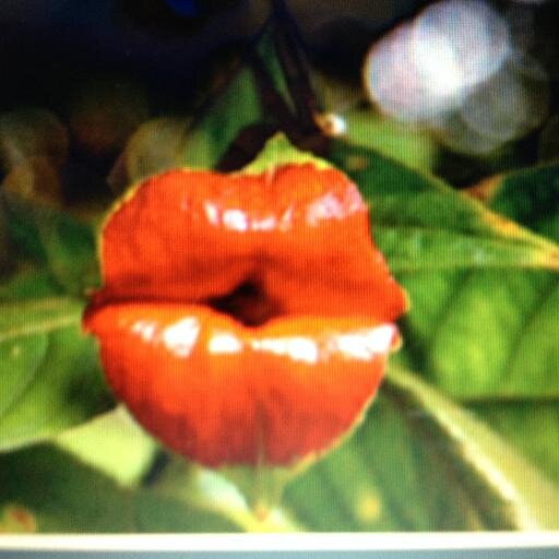 villaflorking's profile picture. 