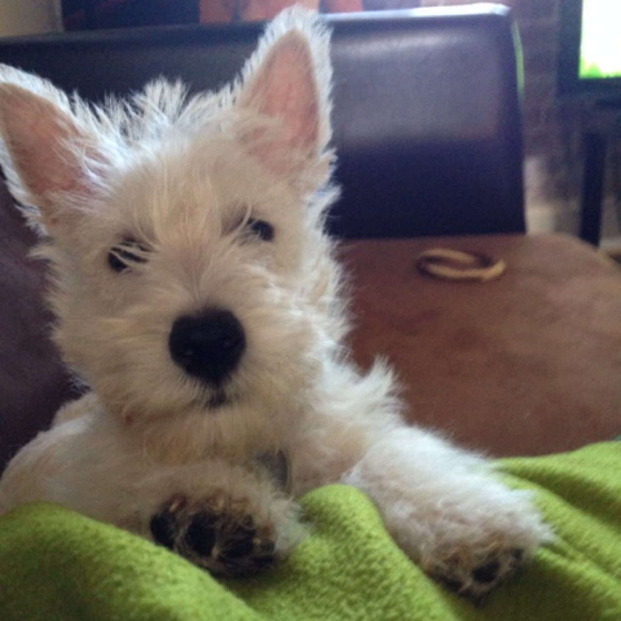 Hi, I'm Dom and the fluffy guy is Jamie. I'm his forever human and we sell the most amazing, all natural, best on the planet dog food. Check out my site!!