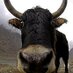 YAK Youth Centre (@yakyouthcentre) Twitter profile photo YAK Youth Centre (@yakyouthcentre) Twitter profile photo