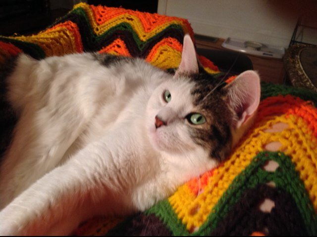 spadethecat's profile picture. 