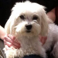 Chrissy Greenblatt (@cgreenb16) Twitter profile photo