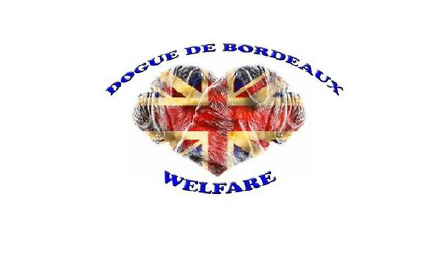 Volunteer led welfare organisation helping Dogue de Bordeaux throughout the UK finding emergency foster and forever homes for these beautiful dogs. 07812357740
