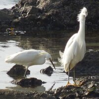 Leslie Timbers (@lestims) 's Twitter Profile Photo