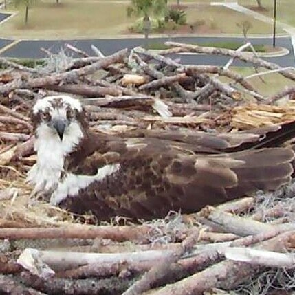 Live tweets from the City of Orange Beach Osprey nest.