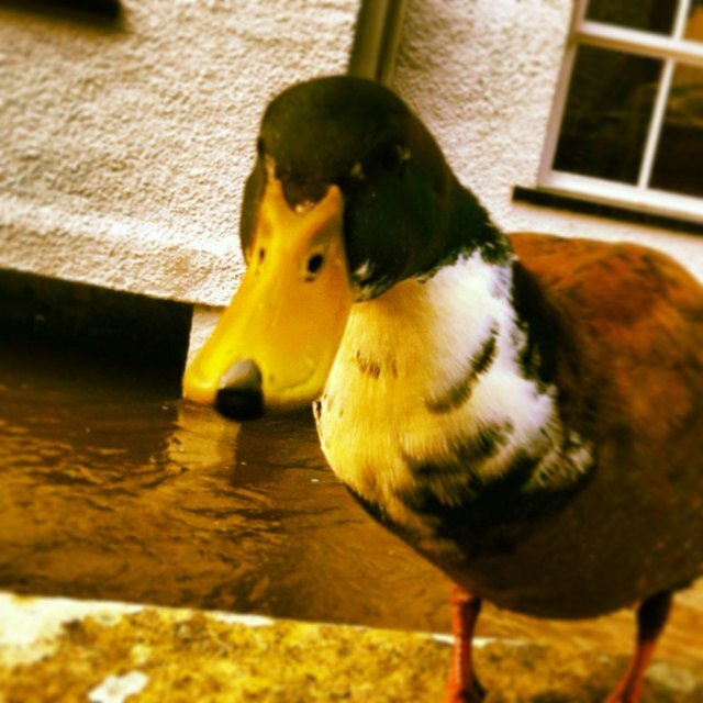 I'm a dancing, quacking, welsh duck x
