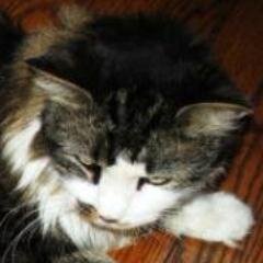 uchinarneko's profile picture. ウィリアム・バロウズ作'The Cat Inside'の翻訳Bot。数時間に一度、センテンスを順に呟きます。話しかけるとネコが答える自動応答装置付き