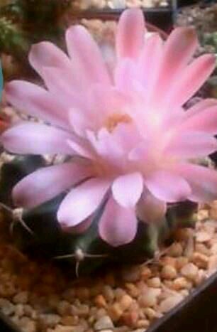Todo sobre cactus, bonsais, lithops, carnívoras y más... @AnaidDpao19 @pao_anaid19 @arteymacrame
